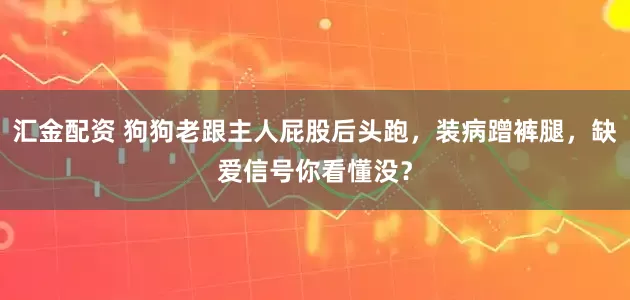 汇金配资 狗狗老跟主人屁股后头跑，装病蹭裤腿，缺爱信号你看懂没？